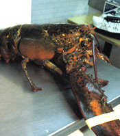 Lobster Being Weighed